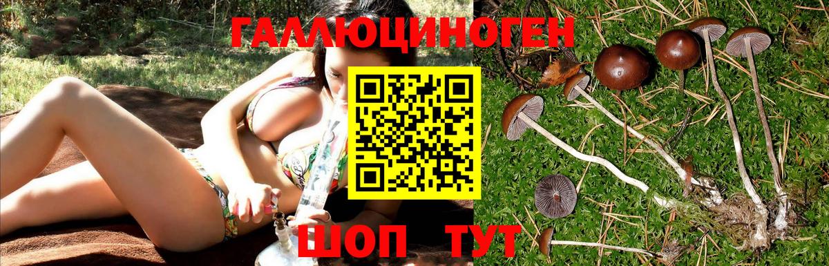 Псилоцибиновые грибы Psilocybe Казань